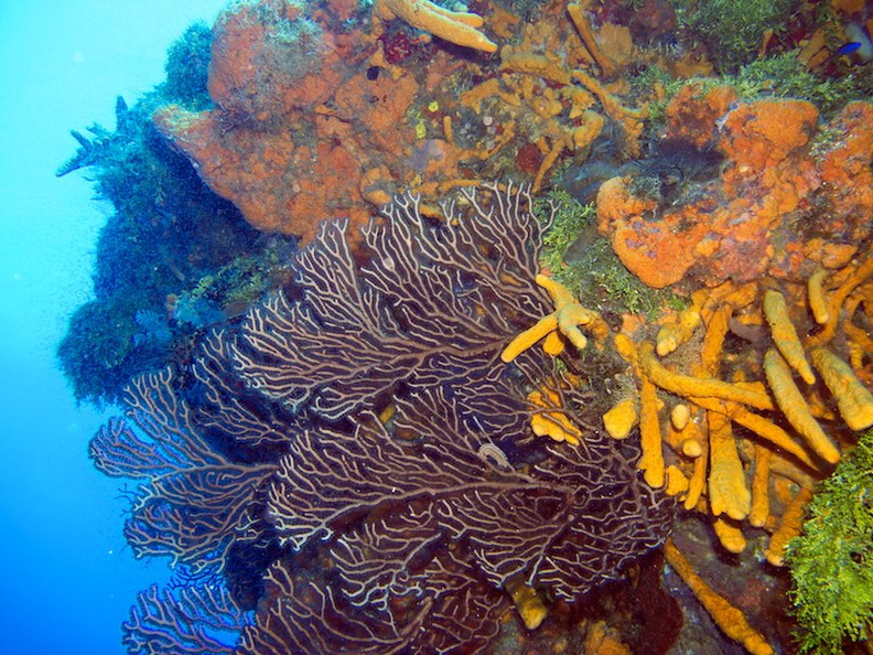 IMG_3319 Corals and Sponges.jpg